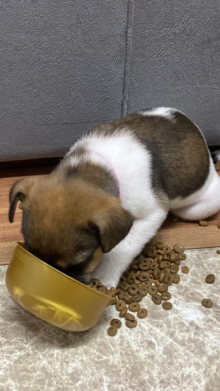 Cachorro ra a SRD-ViraLata idade 2 a 6 meses nome Ruby 