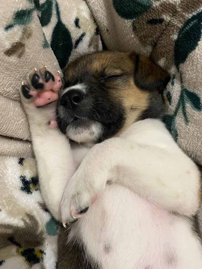 Cachorro ra a SRD-ViraLata idade 2 a 6 meses nome Ruby 