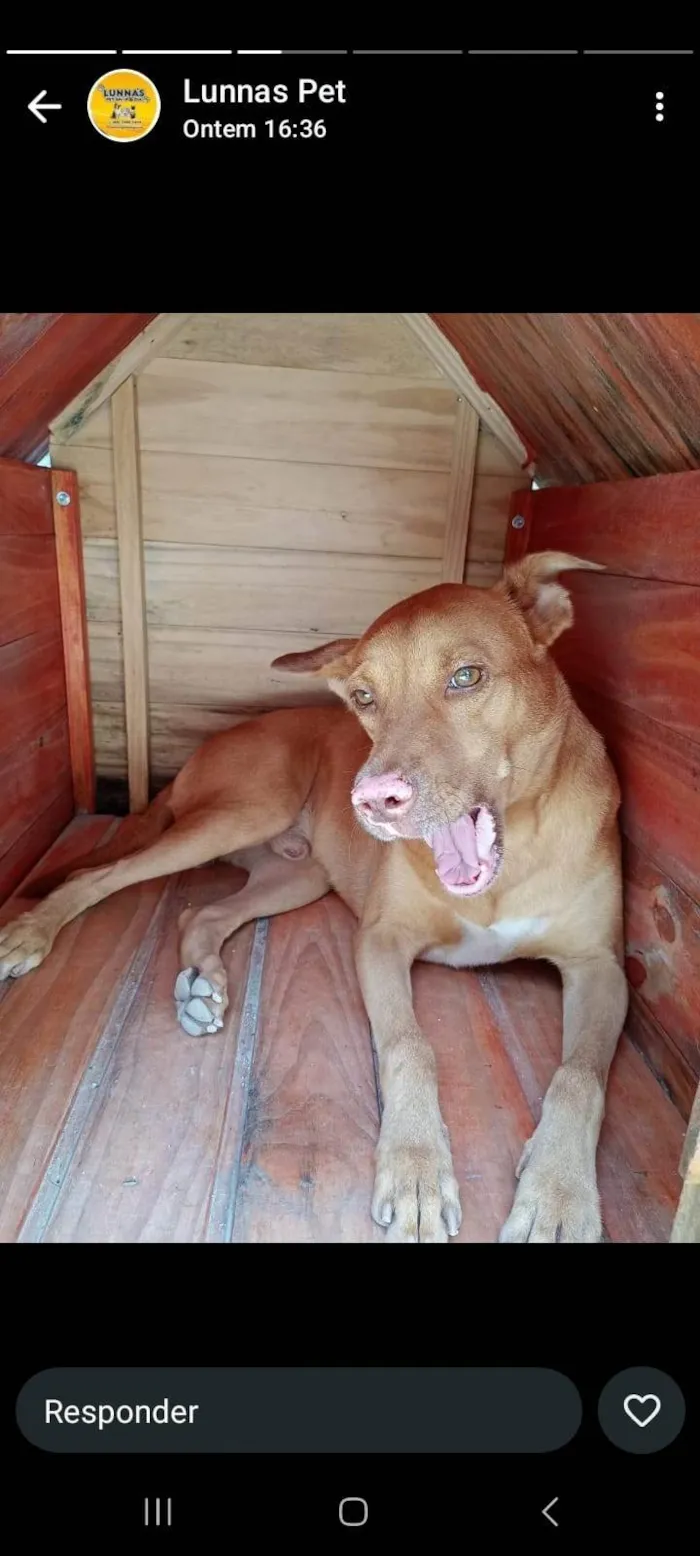 Cachorro ra a SRD-ViraLata idade 3 anos nome Zeus