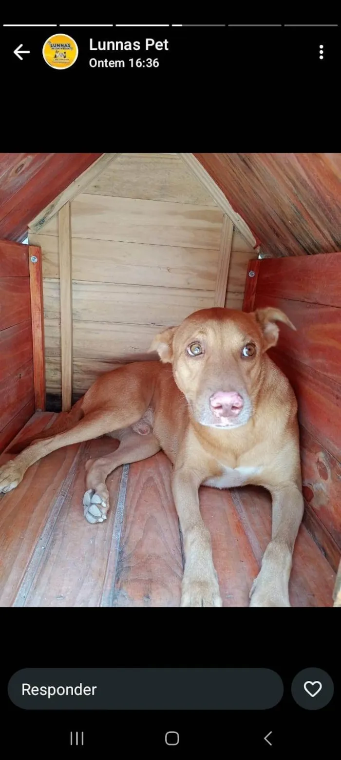 Cachorro ra a SRD-ViraLata idade 3 anos nome Zeus