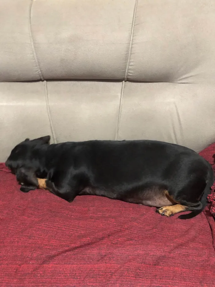 Cachorro ra a Basset-Cofap idade 4 anos nome Jade 