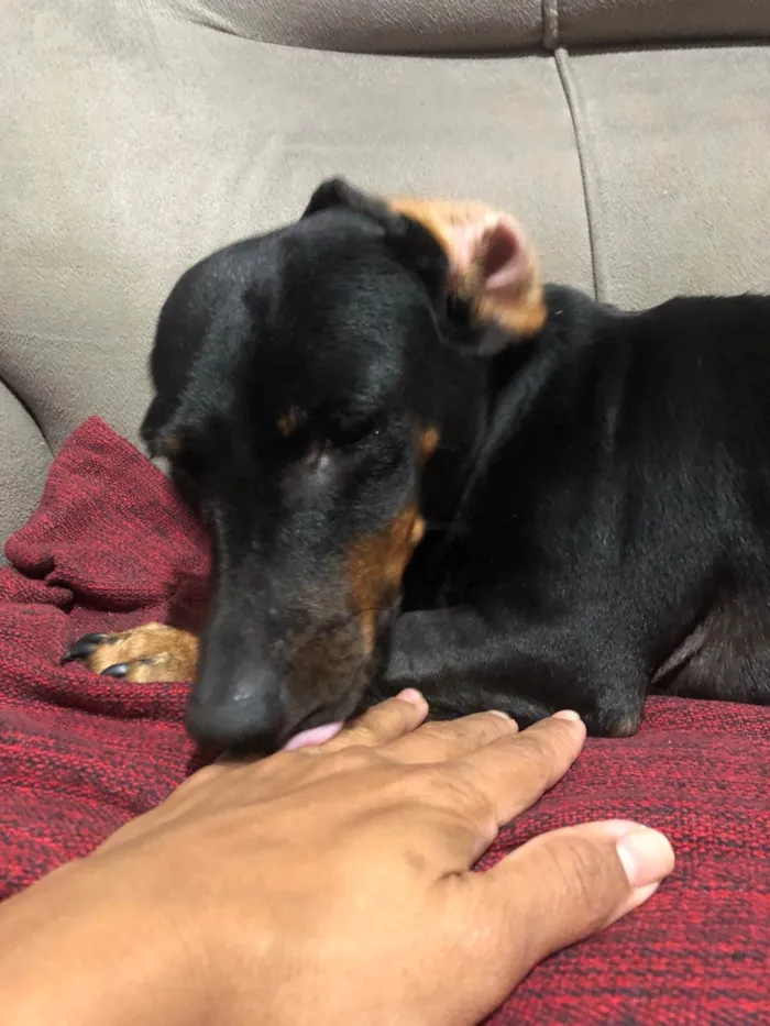 Cachorro ra a Basset-Cofap idade 4 anos nome Jade 