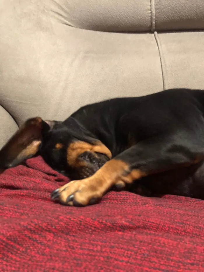 Cachorro ra a Basset-Cofap idade 4 anos nome Jade 