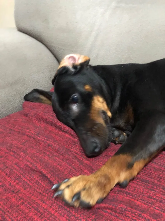 Cachorro ra a Basset-Cofap idade 4 anos nome Jade 