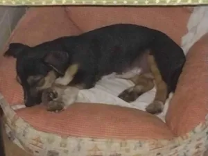 Cachorro raça SRD-ViraLata idade 3 anos nome Jully