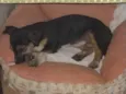 Jully