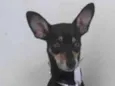 Pirulito