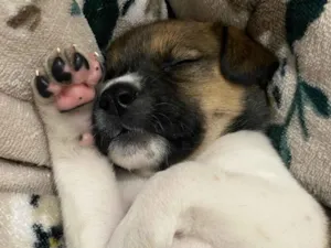 Cachorro raça SRD-ViraLata idade 2 a 6 meses nome Ruby 