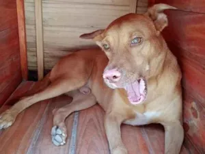 Cachorro raça SRD-ViraLata idade 3 anos nome Zeus