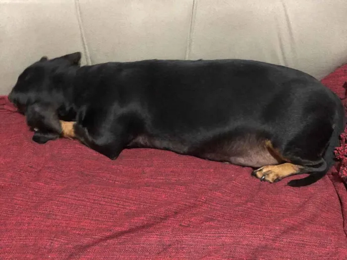 Cachorro ra a Basset-Cofap idade 4 anos nome Jade 