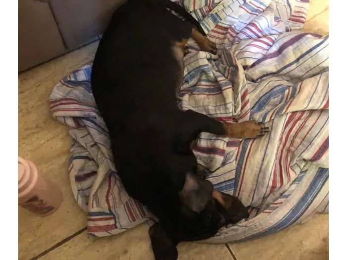 Cachorro ra a Basset-Cofap idade 4 anos nome Jade 