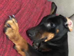 Cachorro raça Basset-Cofap idade 4 anos nome Jade 