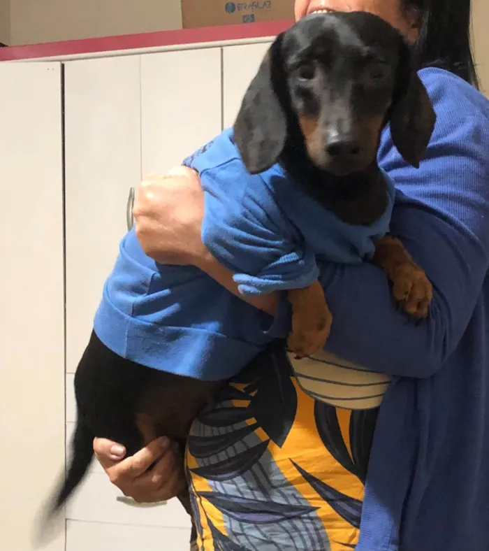 Cachorro ra a Basset-Cofap idade 4 anos nome Jade 