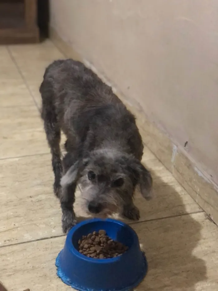 Cachorro ra a SRD-ViraLata idade 4 anos nome Pretinha 