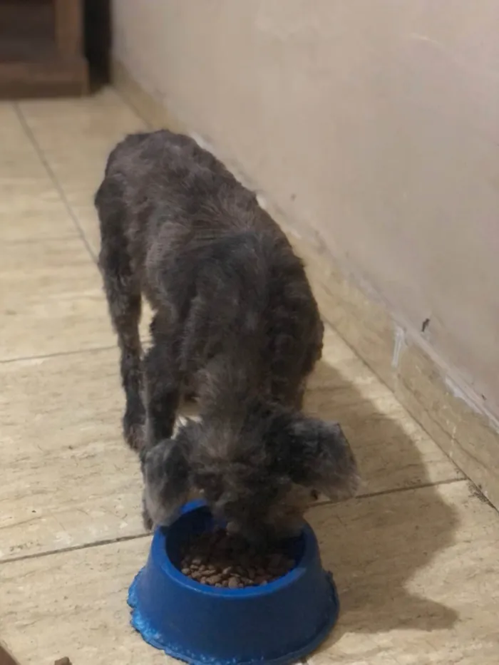 Cachorro ra a SRD-ViraLata idade 4 anos nome Pretinha 