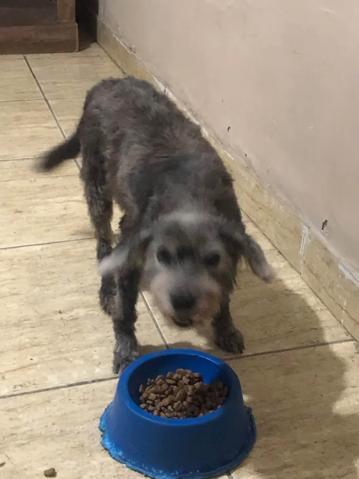 Cachorro ra a SRD-ViraLata idade 4 anos nome Pretinha 