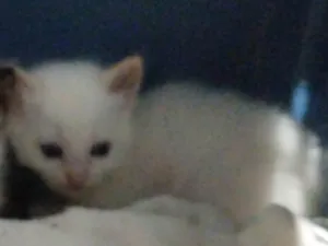 Gato raça SRD-ViraLata idade Abaixo de 2 meses nome Não tem nome ainda 
