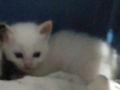 Gato raça SRD-ViraLata idade Abaixo de 2 meses nome Não tem nome ainda 