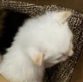 Gato ra a SRD-ViraLata idade Abaixo de 2 meses nome Não tem nome ainda 