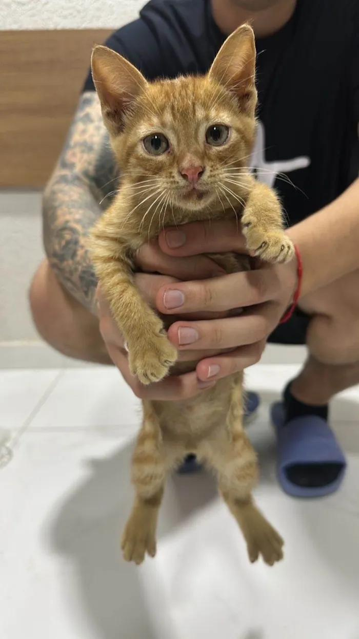 Gato ra a SRD-ViraLata idade 2 a 6 meses nome Sem nome 