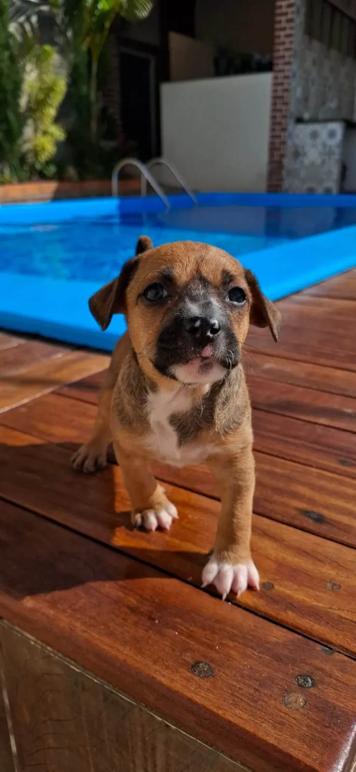 Cachorro ra a SRD-ViraLata idade Abaixo de 2 meses nome Sem nome definido 