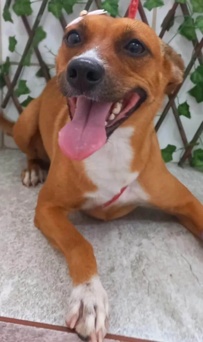 Cachorro ra a SRD-ViraLata idade 3 anos nome Kiara 