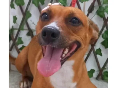 Cachorro raça SRD-ViraLata idade 3 anos nome Kiara 