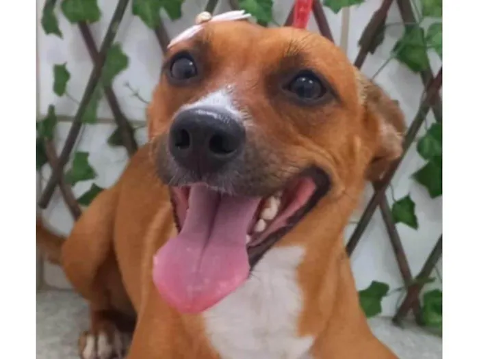 Cachorro ra a SRD-ViraLata idade 3 anos nome Kiara 