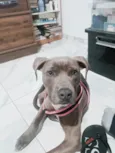 Tigresa 