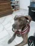 Tigresa 