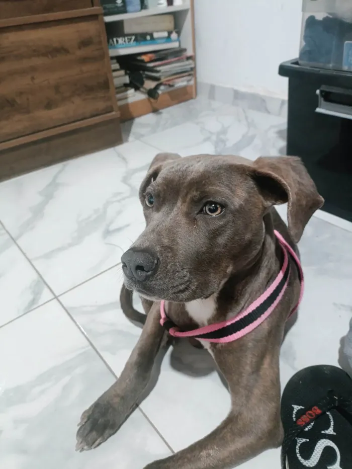 Cachorro ra a Pit-Bull idade 7 a 11 meses nome Tigresa 