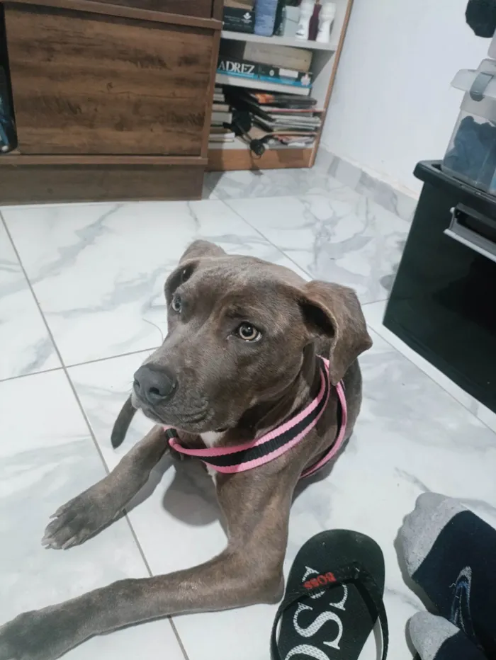 Cachorro ra a Pit-Bull idade 7 a 11 meses nome Tigresa 