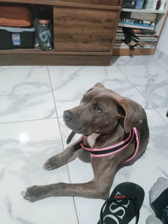 Cachorro ra a Pit-Bull idade 7 a 11 meses nome Tigresa 