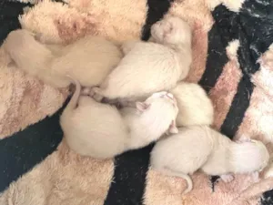 Gato raça Siamês idade Abaixo de 2 meses nome Filhotes siamês 