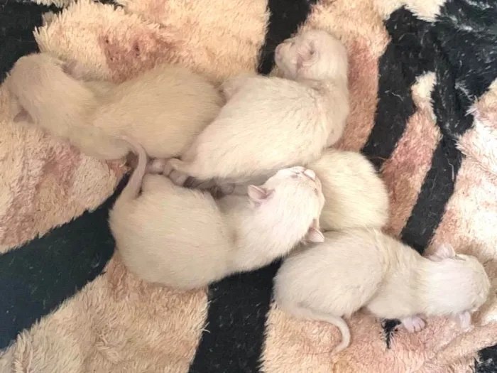 Gato ra a Siamês idade Abaixo de 2 meses nome Filhotes siamês