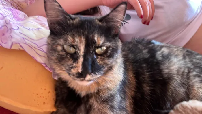 Gato ra a SRD-ViraLata idade 1 ano nome Nala