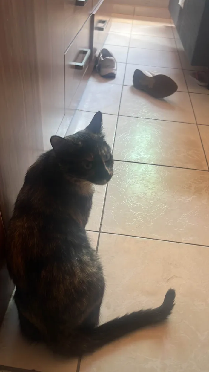 Gato ra a SRD-ViraLata idade 1 ano nome Nala