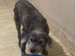 Cachorro raça SRD-ViraLata idade 4 anos nome Pretinha 
