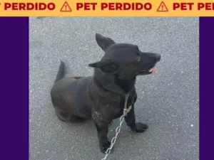 Cachorro raça SRD-ViraLata idade 1 ano nome Não sei