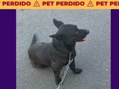 Cachorro raça SRD-ViraLata idade 1 ano nome Não sei