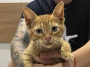 Gato raça SRD-ViraLata idade 2 a 6 meses nome Sem nome 