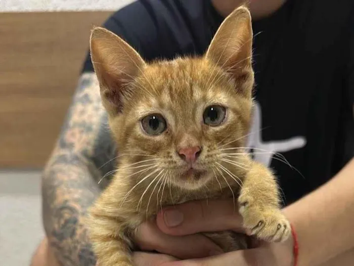 Gato ra a SRD-ViraLata idade 2 a 6 meses nome Sem nome 