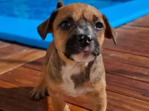 Cachorro raça SRD-ViraLata idade Abaixo de 2 meses nome Sem nome definido 