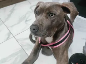 Cachorro raça Pit-Bull idade 7 a 11 meses nome Tigresa 