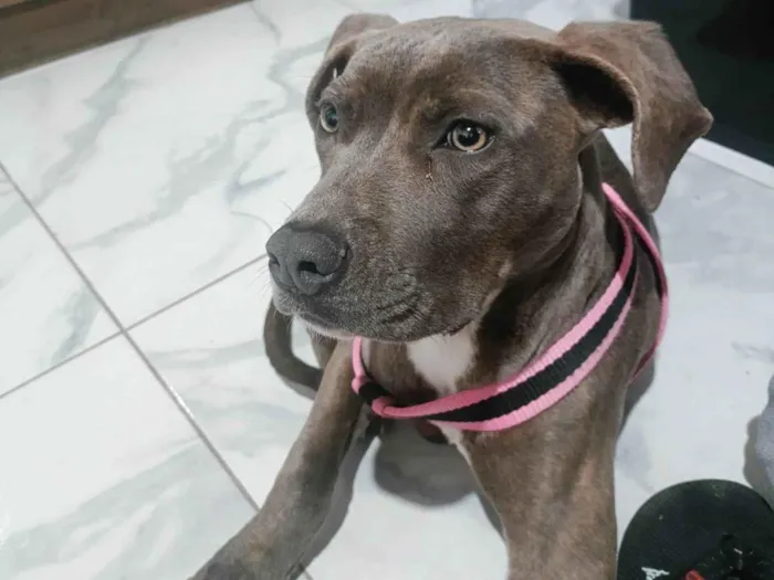 Cachorro ra a Pit-Bull idade 7 a 11 meses nome Tigresa 