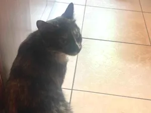 Gato raça SRD-ViraLata idade 1 ano nome Nala
