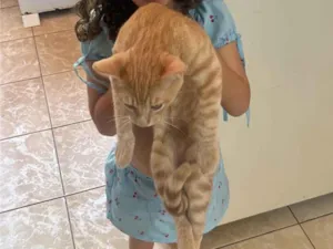 Gato raça SRD-ViraLata idade 2 a 6 meses nome Luidy