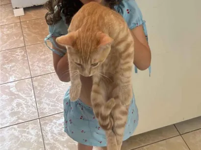 Gato raça SRD-ViraLata idade 2 a 6 meses nome Luidy