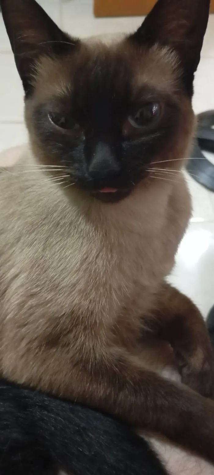 Gato ra a SRD-ViraLata idade 7 a 11 meses nome Karin e Yuzu