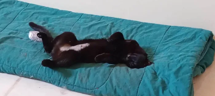 Gato ra a SRD-ViraLata idade 7 a 11 meses nome Karin e Yuzu